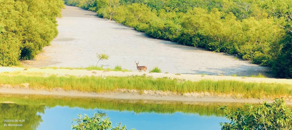 A spotted deer standing beside a mangrove creek in the Sundarban
