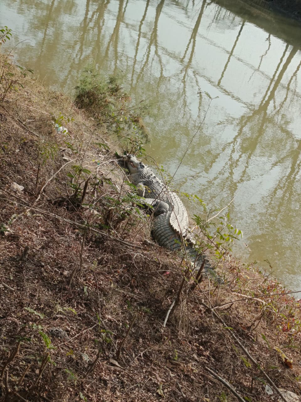 Estuarine crocodile basking on a muddy riverbank in the Sundarban