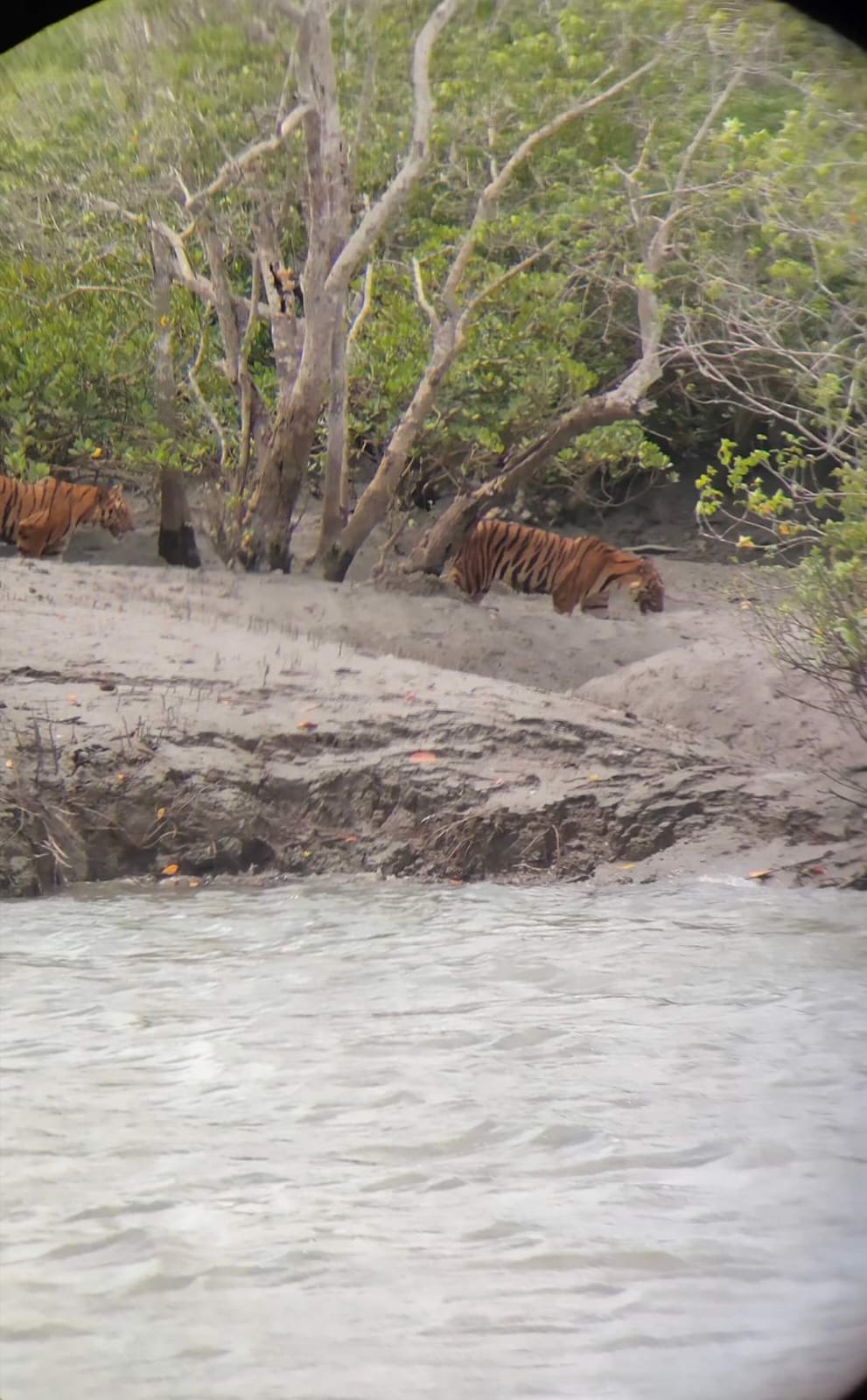 Two Royal Bengal Tigers on the mud bank of a Sundarban creek