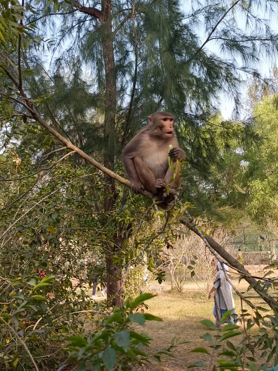 Rhesus macaque monkey sitting on a tree branch in the Sundarban