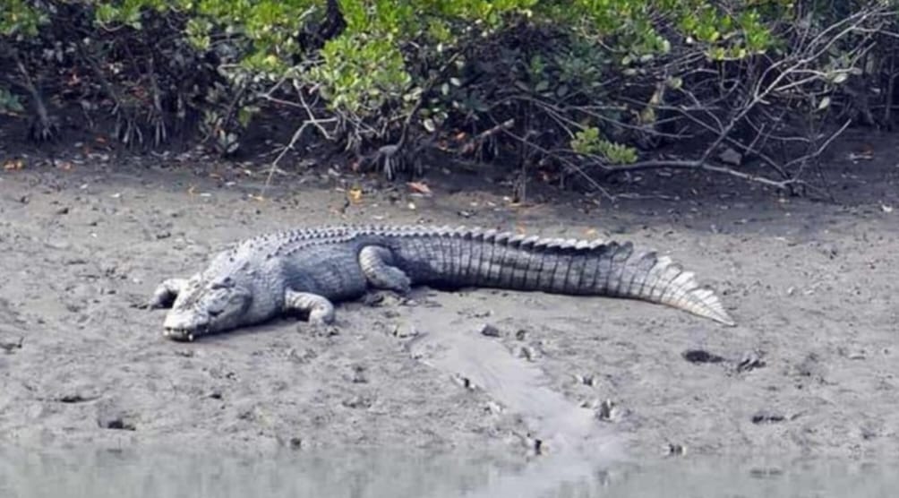 Saltwater Crocodile