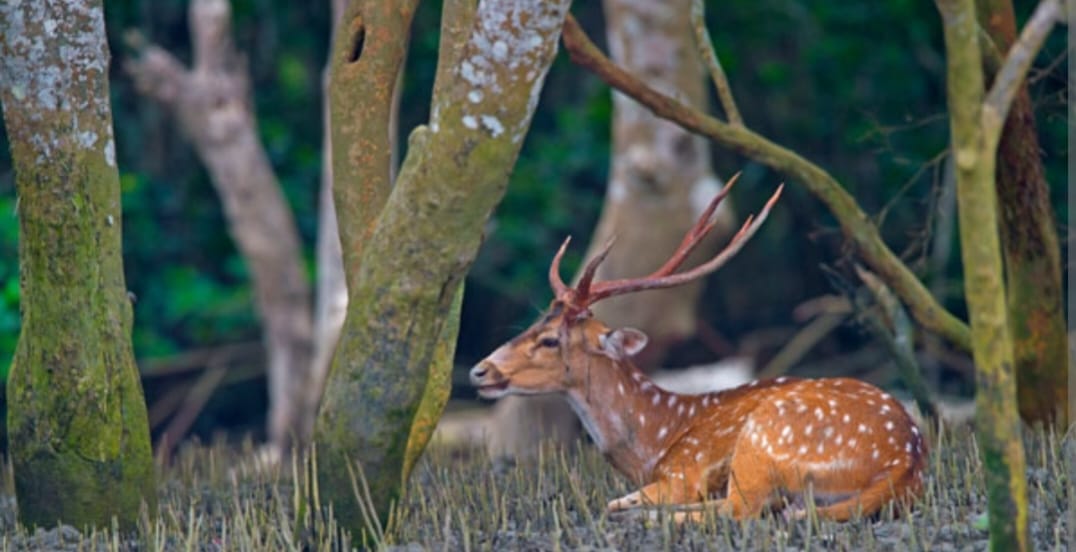 Spotted Deer