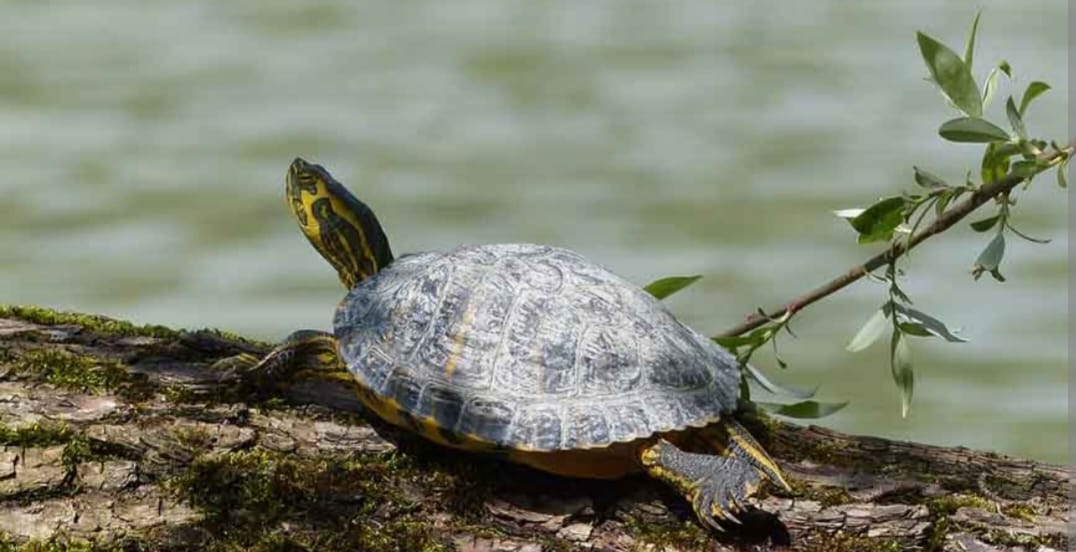 Turtle